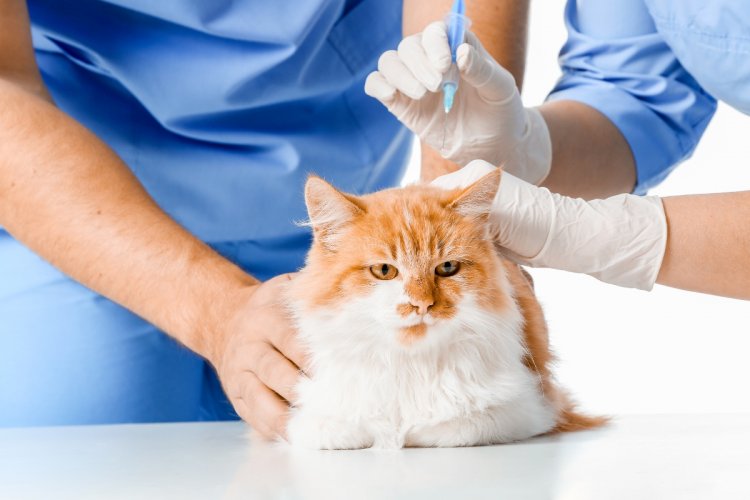 Kedi ve Köpek Aşı Takvimi: Ne Zaman Yaptırmalısınız? | Atlas Veteriner Kliniği